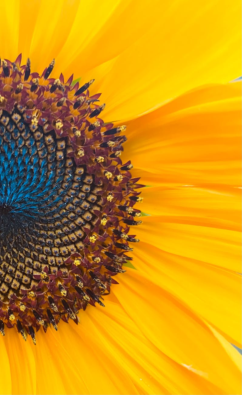 A cropped image of a flower showing the curve of the seeds against the yellow petals.