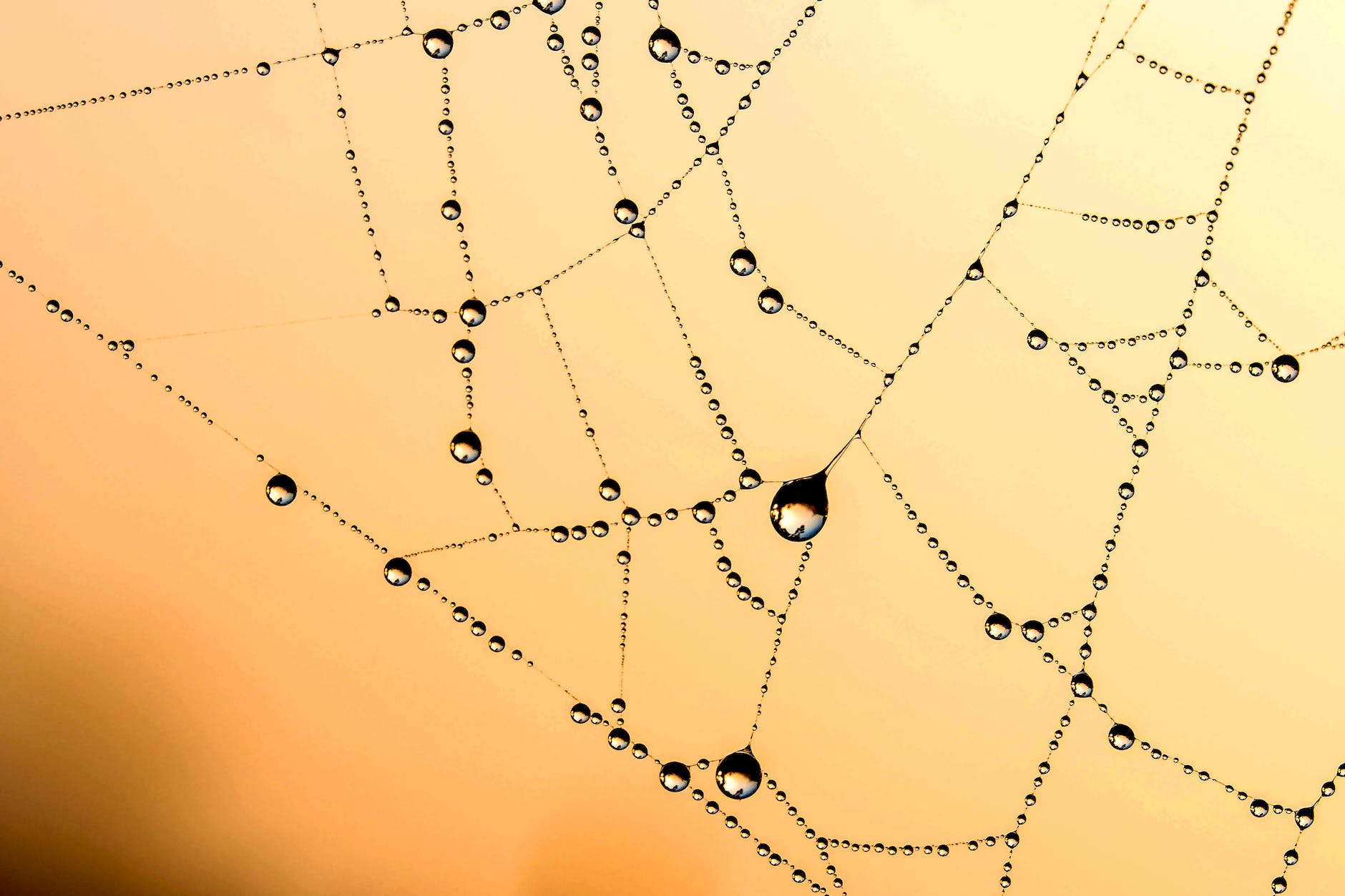 A cobweb, covered in dew, seen in close up against an orange background.