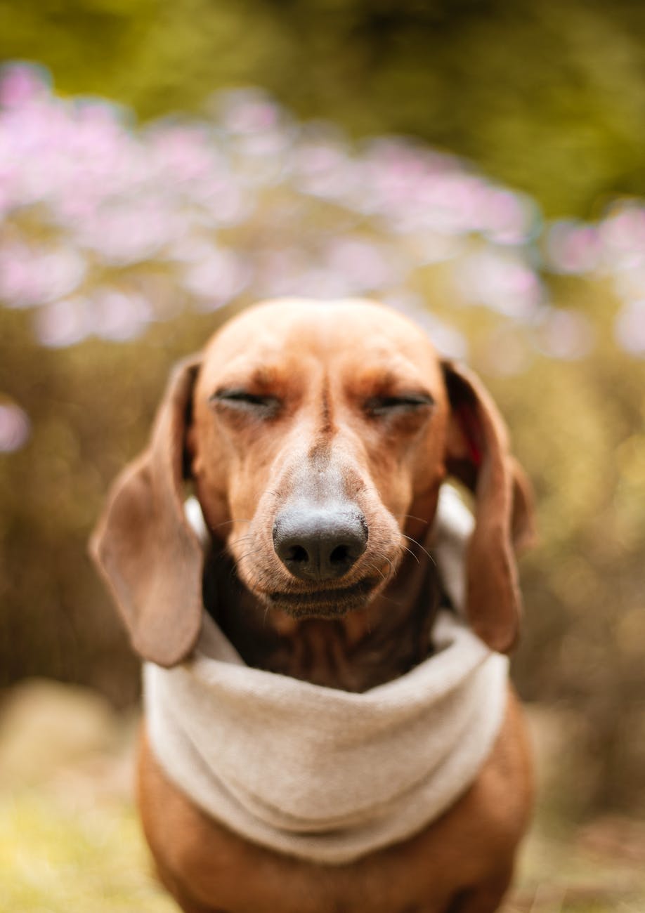 Close up of a dachsund  looking at the camera, its eyes are closed.