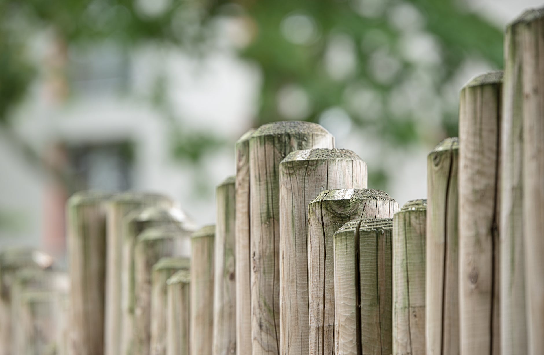 The top of a wooden fence seen against an out of focus leafy background.