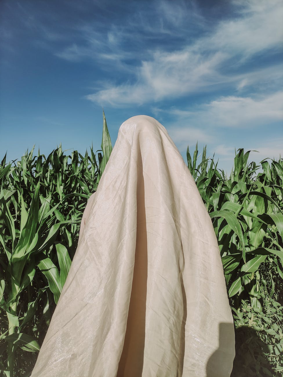 A white sheet draped over a figure in a green cornfield