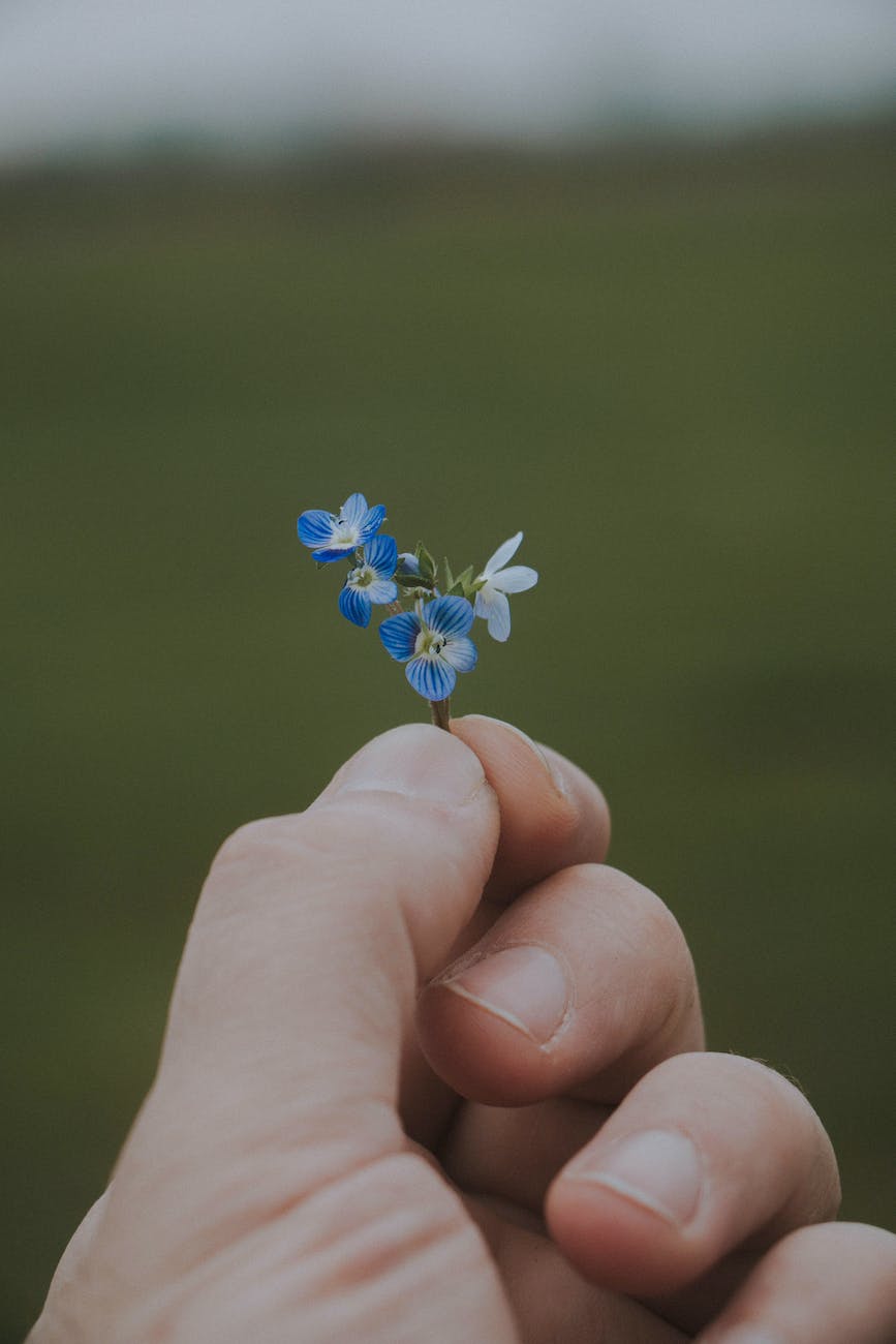 A hand holding a forget me not flower.