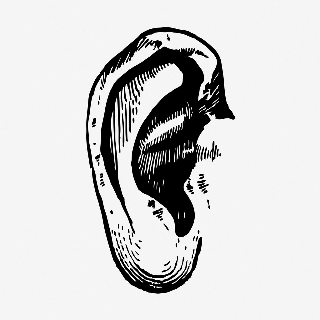 A black and white detailed drawing of a human ear in profile view on a white background.