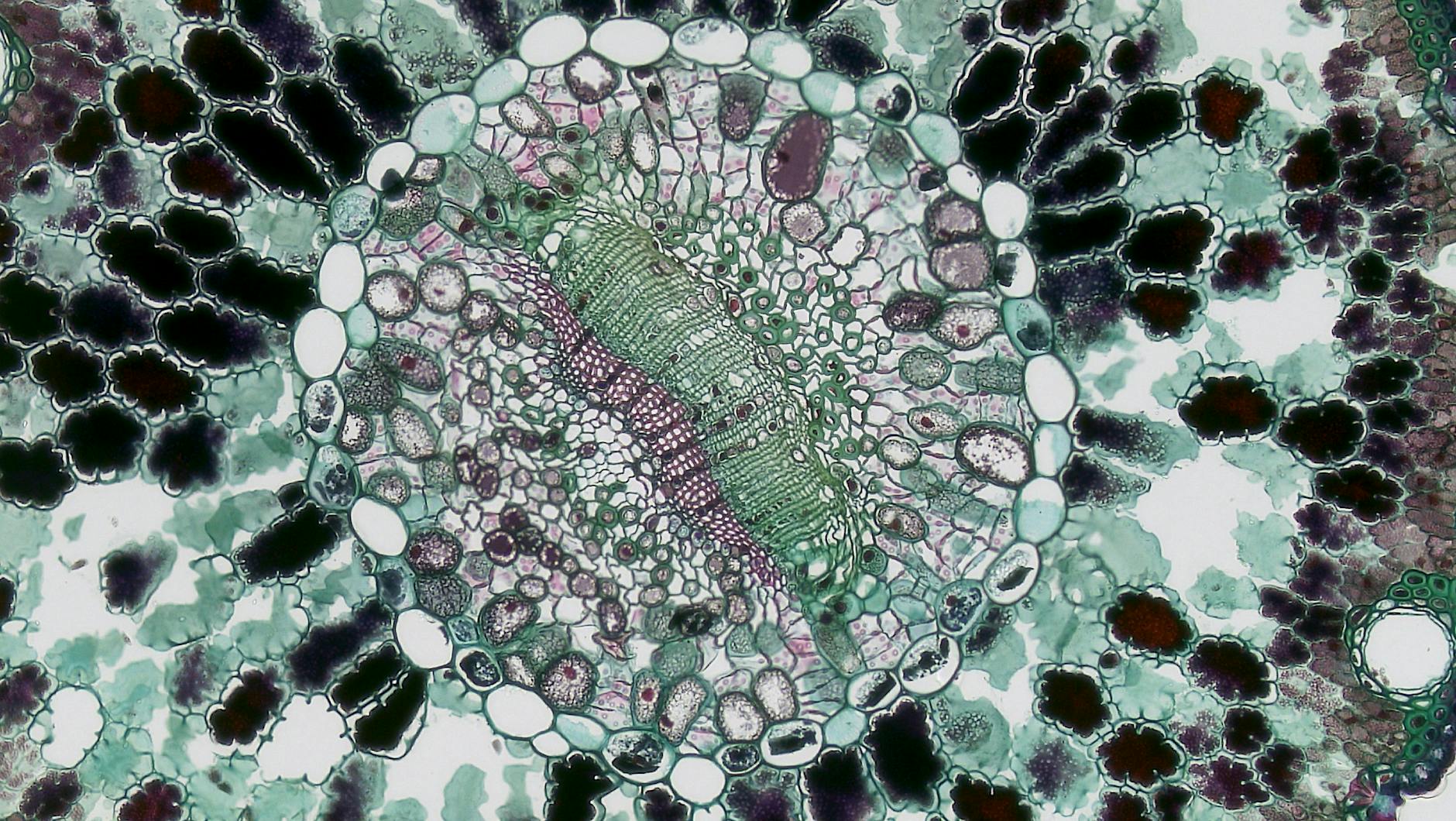 Close-up of plant stem cross-section under microscope. Visible are vascular tissues.