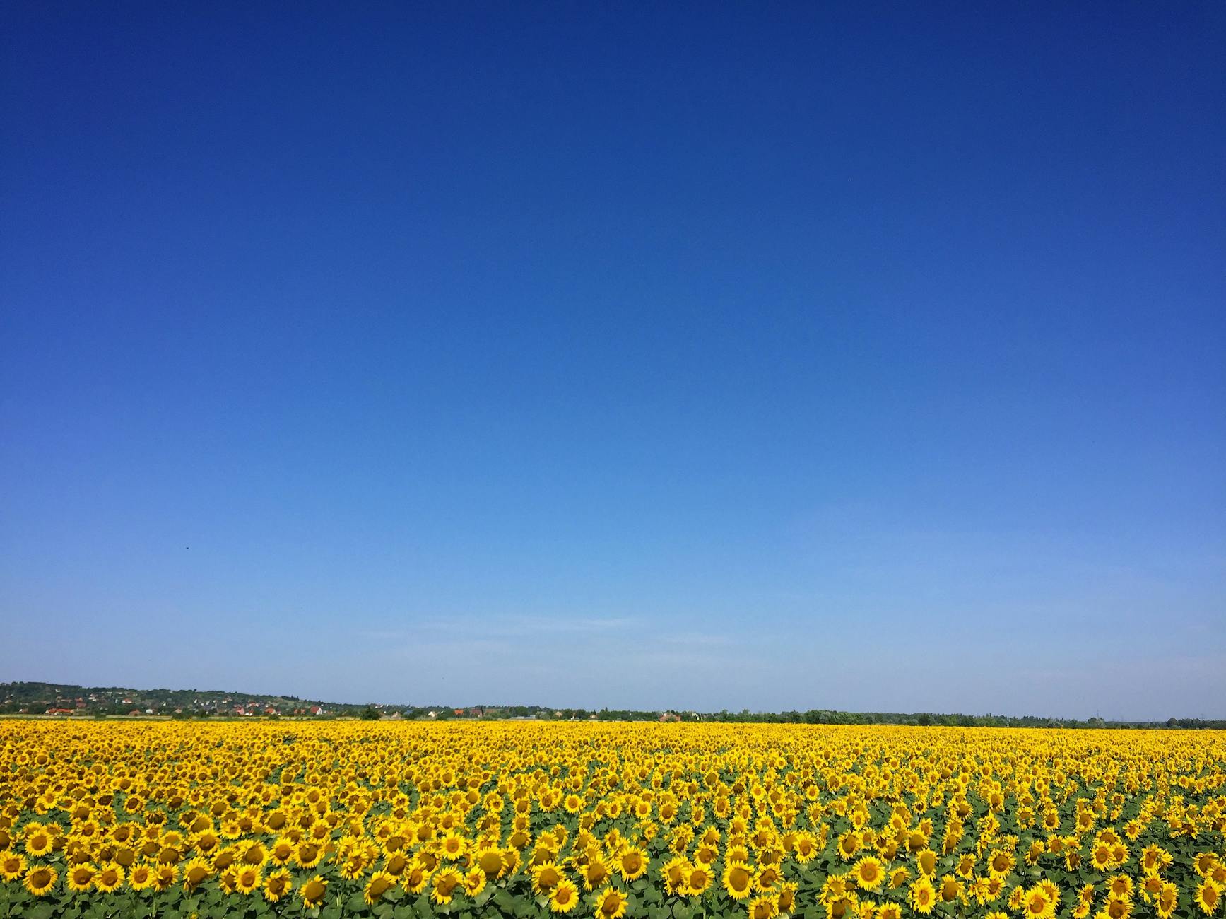 The image depicts a vast field of blooming sunflowers against a clear blue sky.