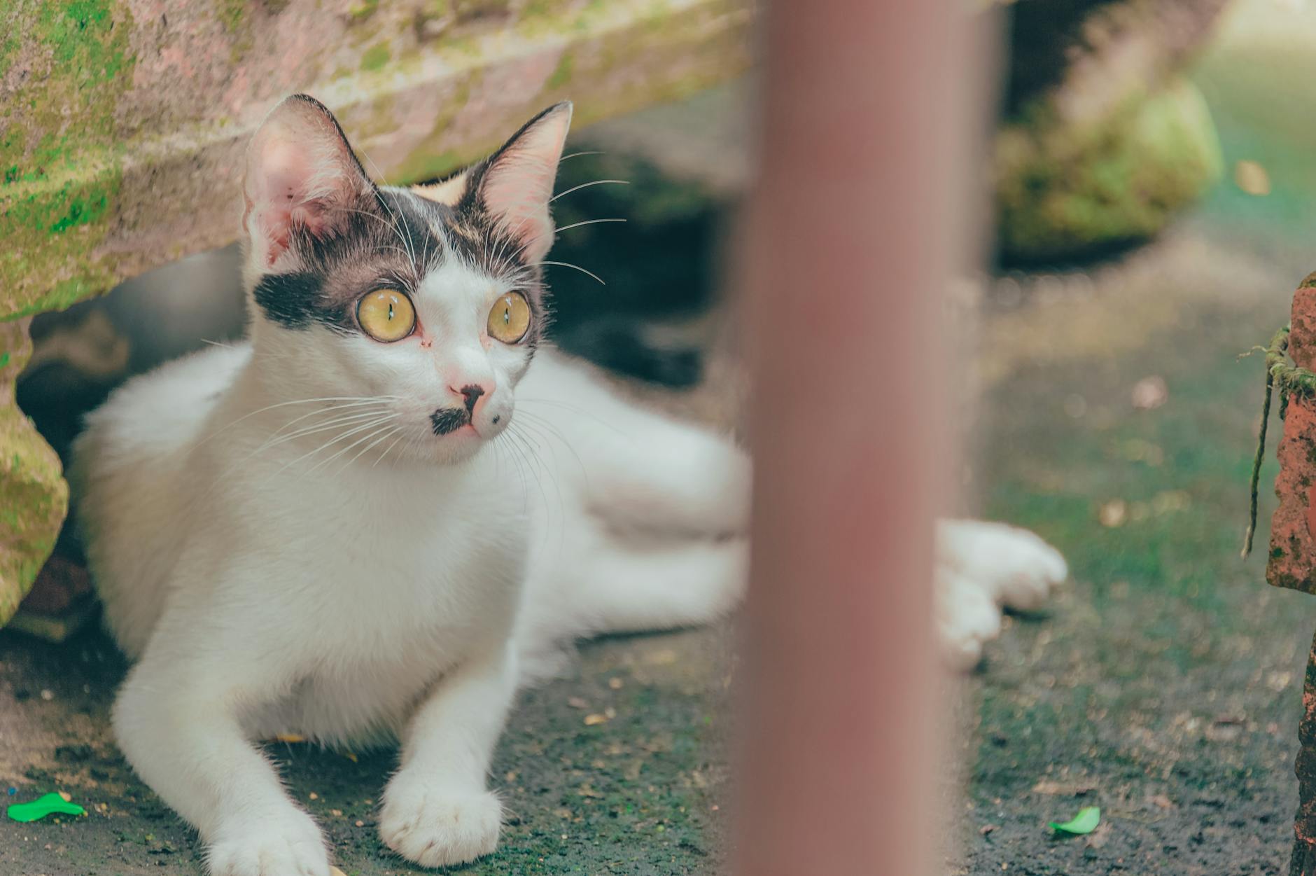 A curious white cat with tabby blobbed markings lays on the ground, peering out from a shaded area. Its bright yellow eyes are wide open.