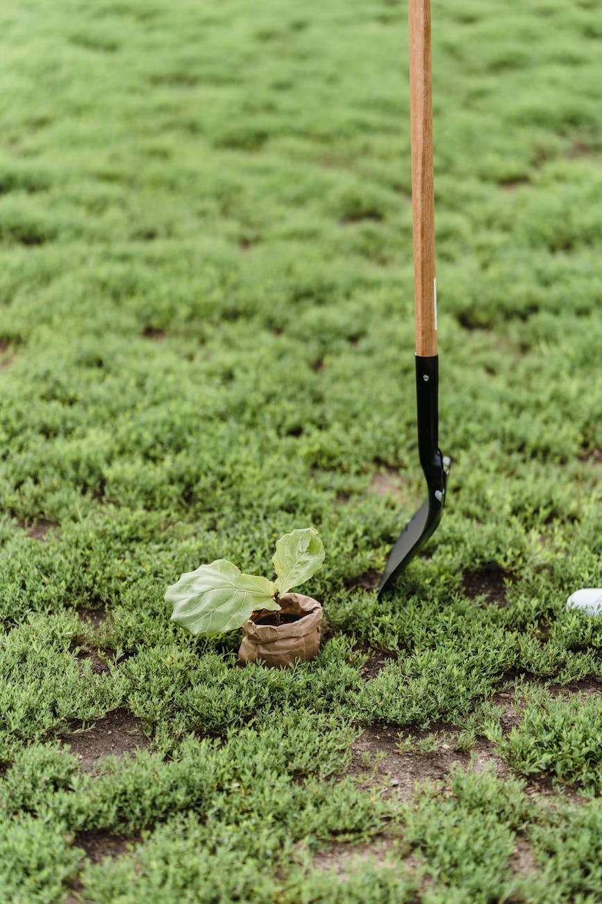 A garden spade beside a small plant in a biodegradable pot on grassy ground.