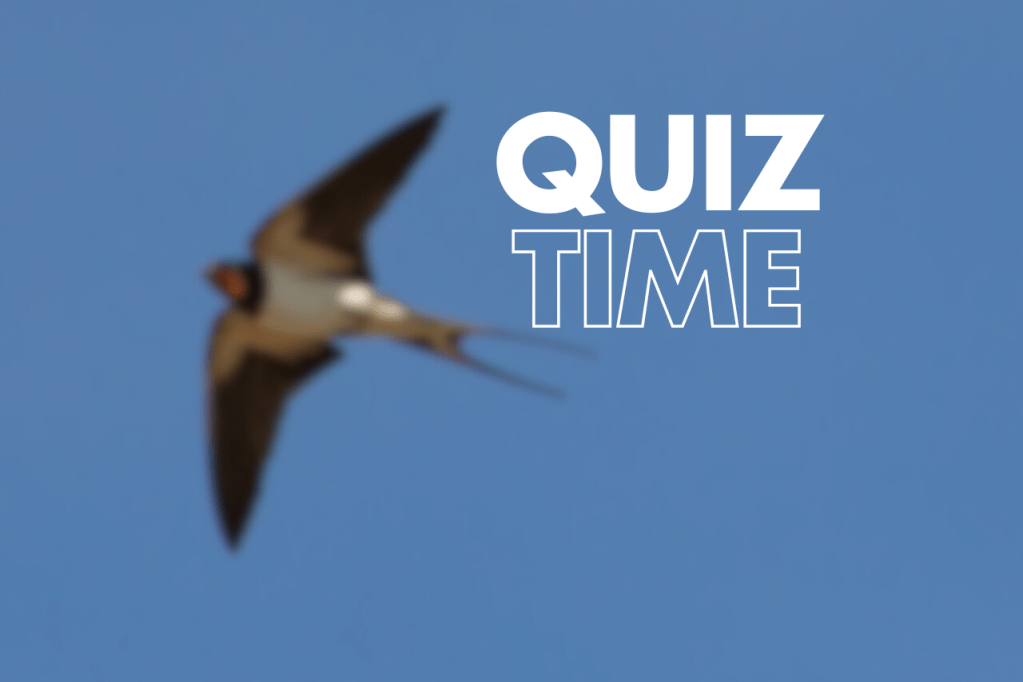 The image shows a barn swallow flying against a blue sky. The text "QUIZ TIME" is superimposed on the image.
