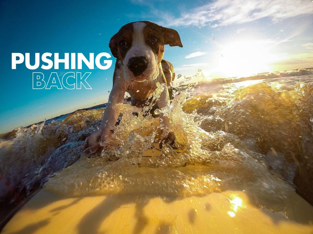 Puppy on a surfboard at sunset, camera close and low; text overlay on the left reads “PUSHING” (bold white) and “BACK” (outlined white/blue).